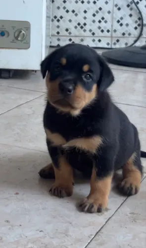 Rottweiler filhote 