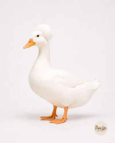 Marreco Pequim Pompom Branco