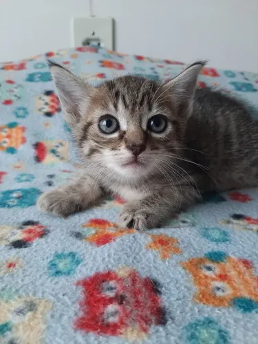 Gatos para doação!