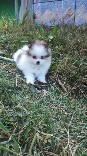Spitz alemão anão 