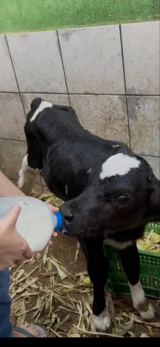 Bezerro holandês