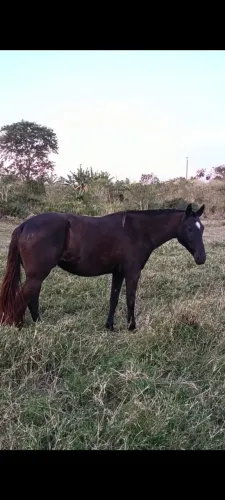 Égua MM