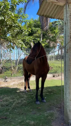 Cavalo marcha picada