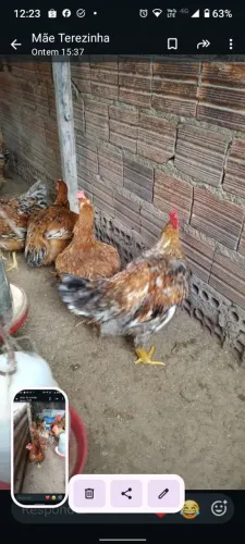 Galinhas caipira e patas