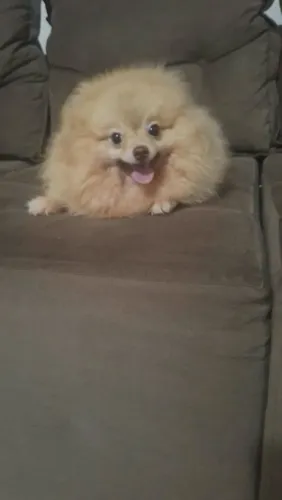VENDE-SE | Spitz Alemão Adulta Beaver com Pedigree CBKC