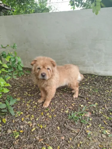 chow chow fêmea 