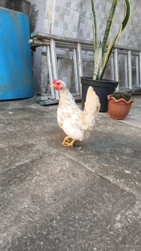 Vendo Garnisé fêmea e frango