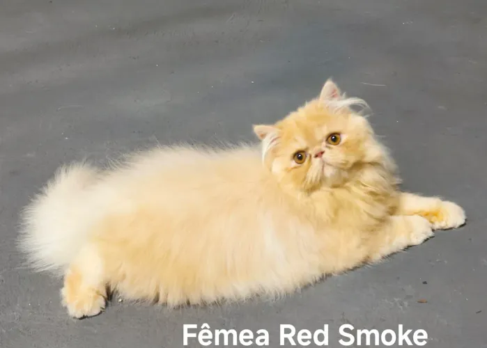 Lindos Persas dóceis 