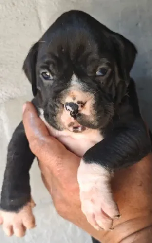 boxer negro europeu casal