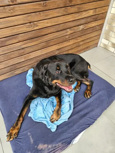 Doação de Cachorro da Raça Rottweiler