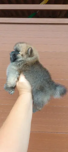 Spitz alemão anão
