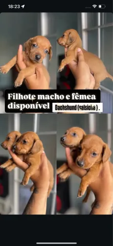 Filhote de salsicha