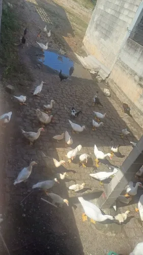 Patos gamelo