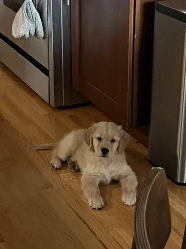 Golden Retriever charmoso 