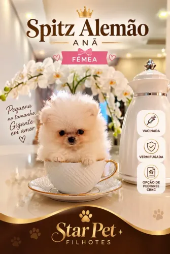 Spitz alemão