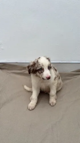 Border collie macho red merly?
