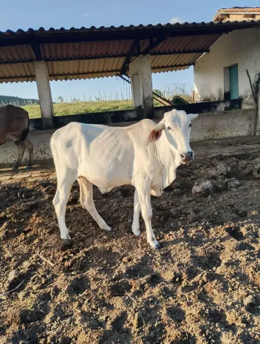 Garrota fêmea pra negócio 