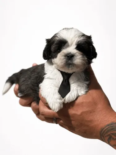 Shih tzu machinho 