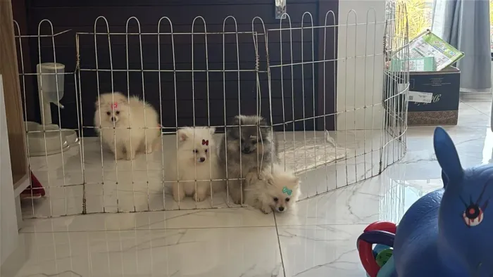 Vendo uma fêmea de lulu 2 mes 