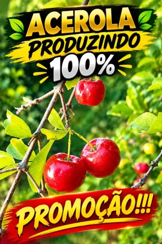 Mudas de ACEROLA Produzindo 100%