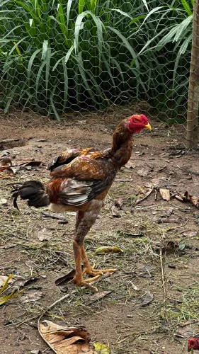 Vendo frangos Índio Gigante e Balão Sertanejo