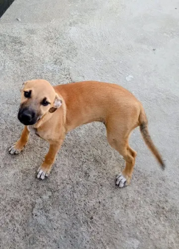 Cachorro ? adoção desse cachorro