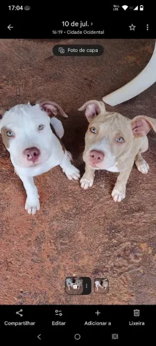 Cachorro