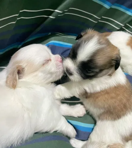 Lhasa Apso brincalhão