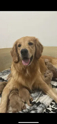 Golden retriever, venda 