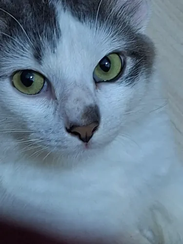 Doação de Gata