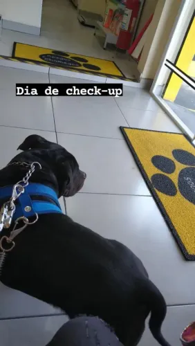 Adoção de American Bully 