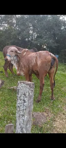 Novilhas gir leiteiro PO