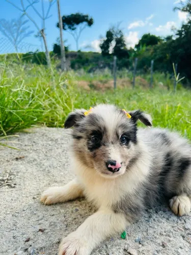 Lindos filhotes de Border collie!