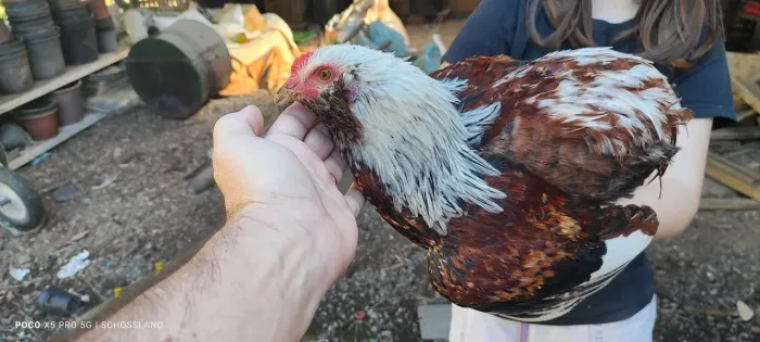 Galo jovem ameraucana x araucana