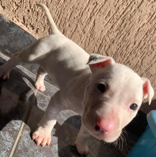 Filhote de bull terrier um filhote unico cheio de personalidade 