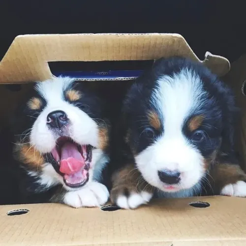 Filhotes de Bernese | Carinho que marca.
