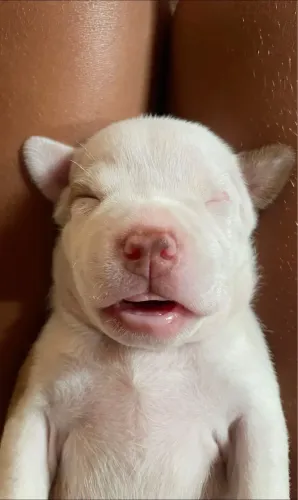 Estou doando filhotes de pitbull