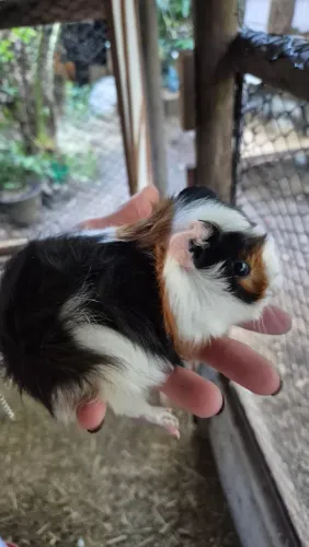 Vendo porquinhos da Índia 
