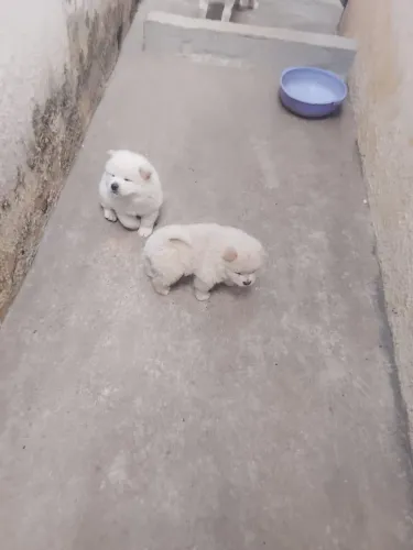 Cachorro