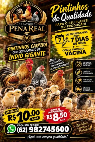 Pintinhos caipira com cruzamento de índio gigante