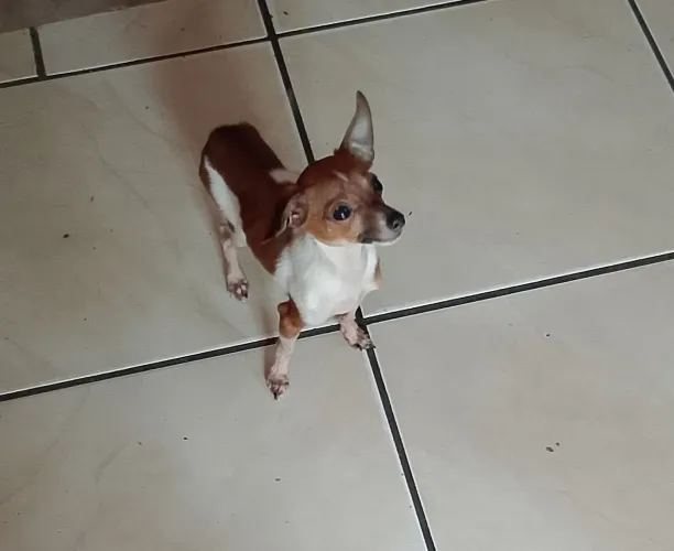 Pinscher macho 