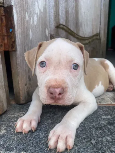 Raça Pitbull linhagem pura de pai e mãe. ZAP *29 só fêmeas