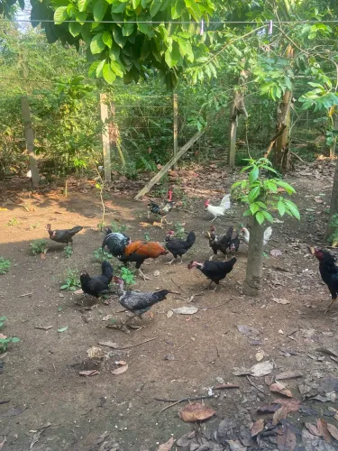 2 galinha caboquinha e 1 frango mestiço