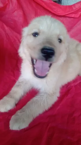 Filhote Golden Retriever, Venha buscar seu novo companheiro fiel!