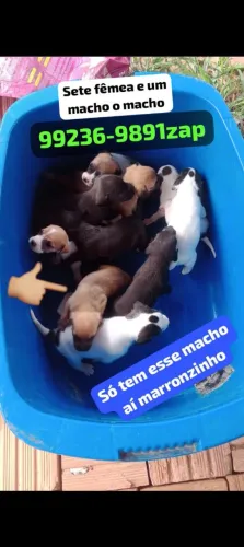 Cachorrinho para doação sete fêmea só tem fêmea e você tem que vir buscar