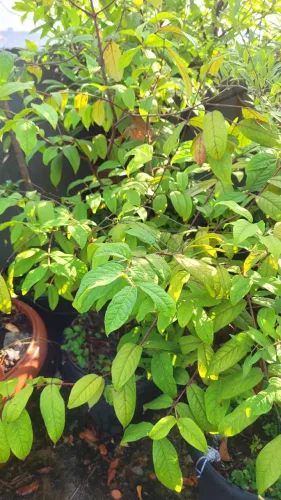 Frutas raras 
