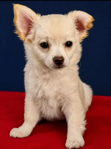 Chihuahua