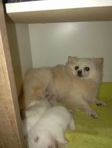 Lulu da pomerania