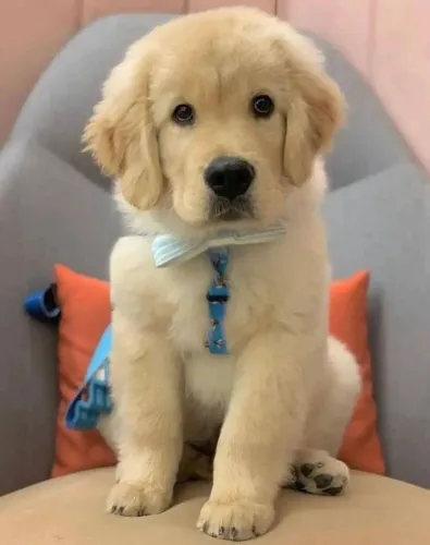 Golden Retriever Companhia que enche a casa de vida