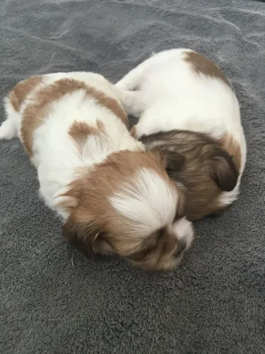 Shih tzu alto padrao